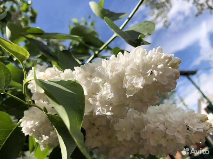 Сирень белая махровая