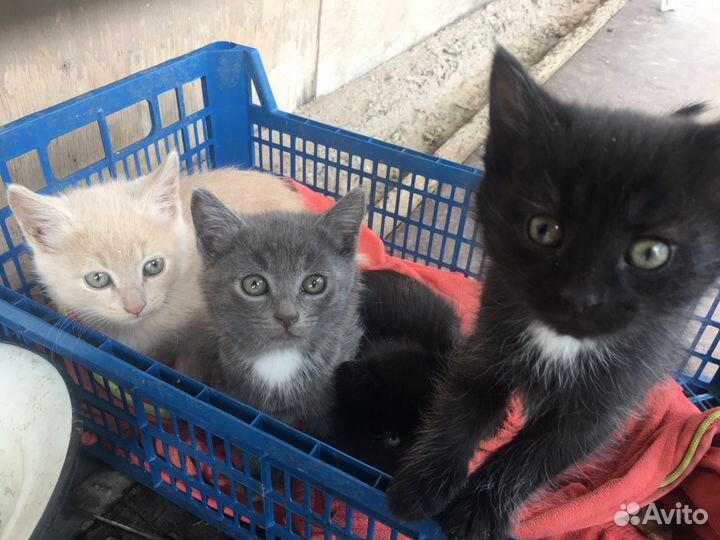 Котята мальчики