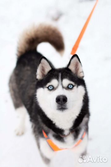 Красавица Лора