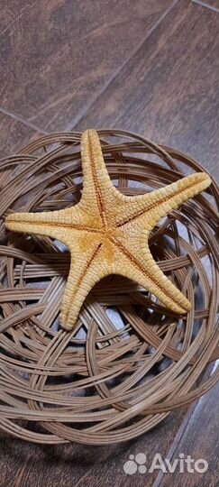 Морская звезда 2 вида