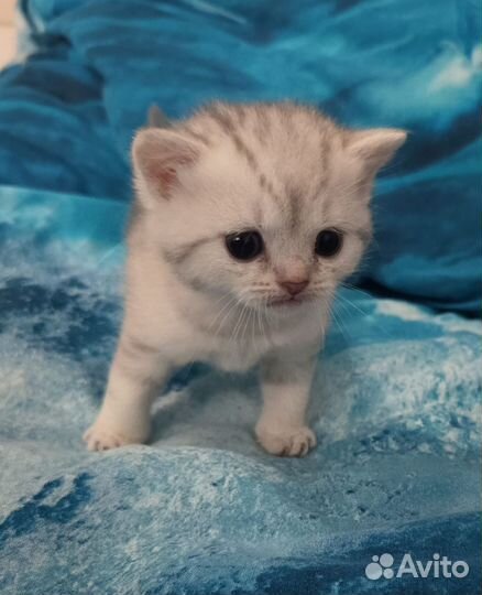 Британские котята