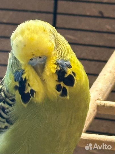 Попугаи ввп чехи