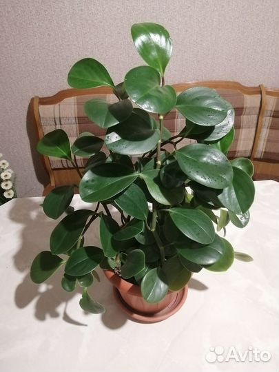 Цветок пеперомия