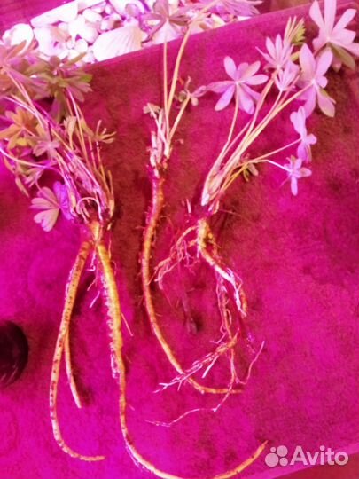 Многолетники