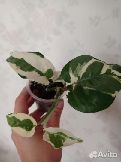 Сциндапсусы, клерадендрум