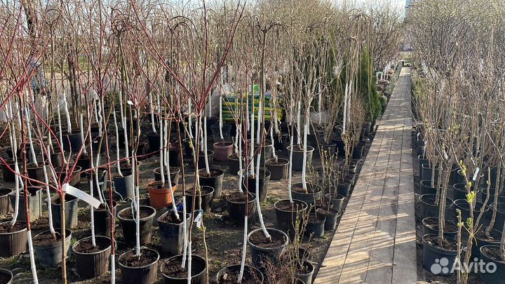 Саженцы яблоня китайка Райские Яблоки