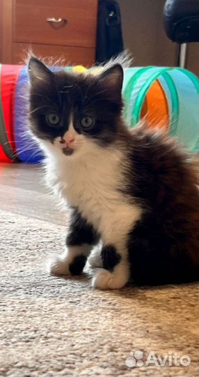 Котенок Принцесса
