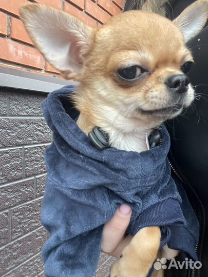 Чихуахуа мини