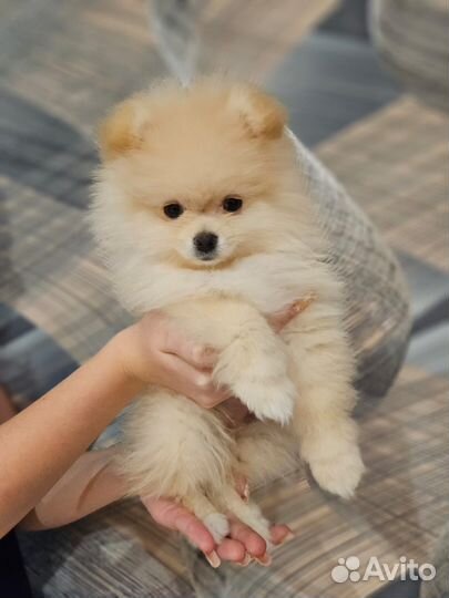 Щенки шпица