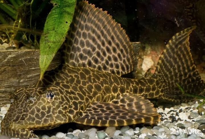 Парчевый птеригоплихт