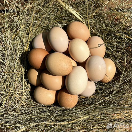 Домашние куриные яйца