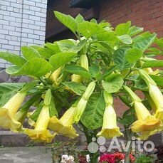 Продам элитные сорта бругмансии