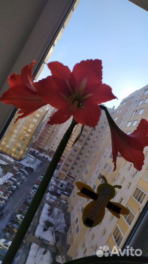 Комнатный цветок гиппеаструм