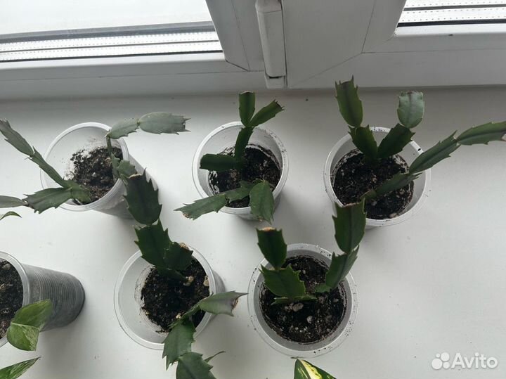 Декабрист белый