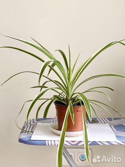 Хлорофитум