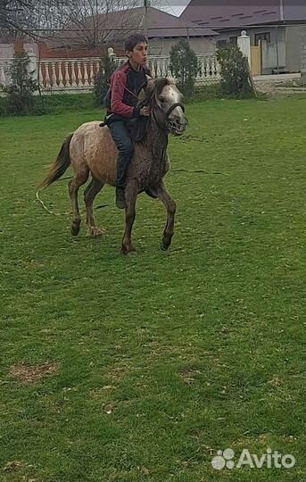 Пони жеребец