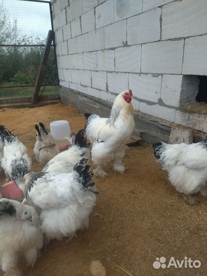 Петухи Брама Колумбийская