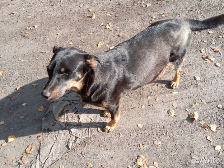 Дворовая собака