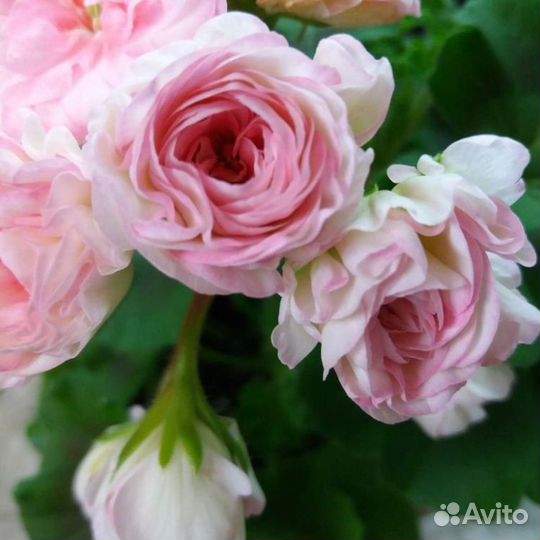 Kvarnlyckans Anna-Jeanette, Odensjö Made in Sweden