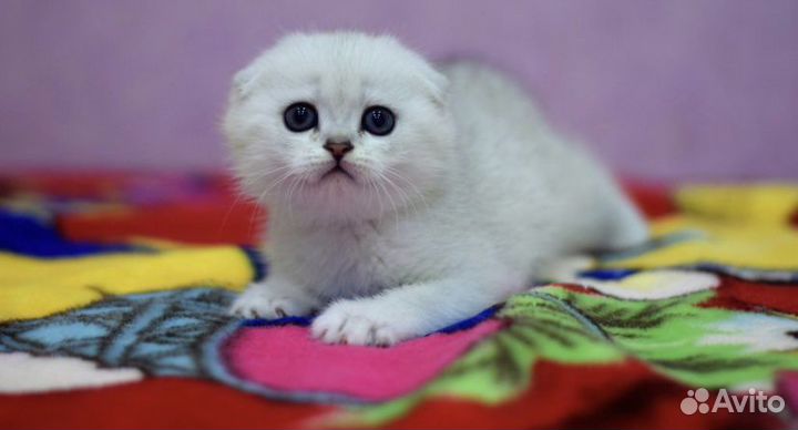 Шотландские красавцы