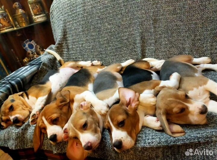 Щенки бигль классика в Москве