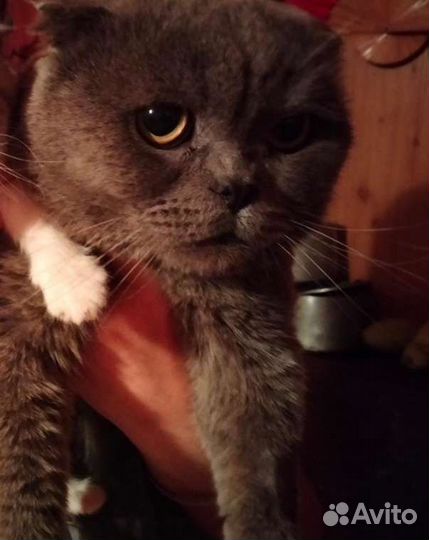 Кошка только в добрые руки