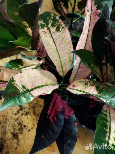 Кодиеум(Кротон) Миссис Айстон