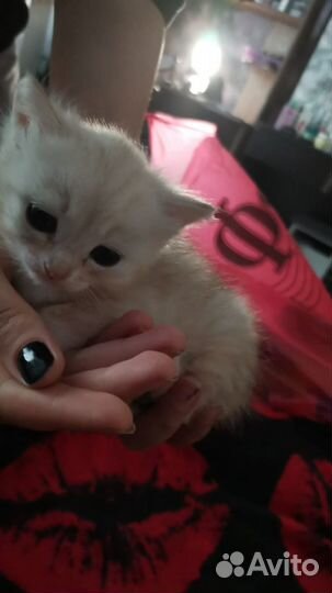 Отдам котенка мальчика