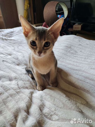 Абиссинские котята голубые