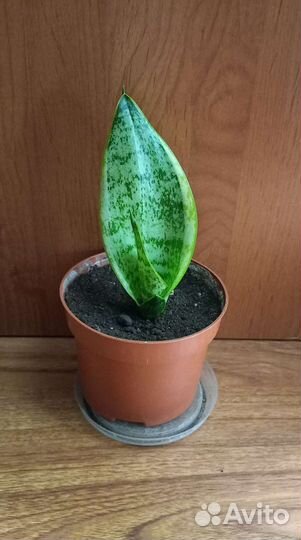 Комнатные растения отростки