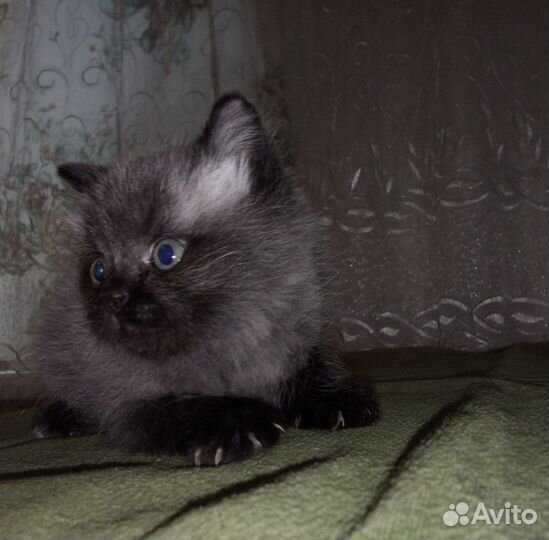 Персидские котята