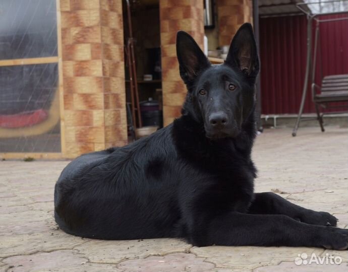 Черные стандартные немецкие овчарки -щенки