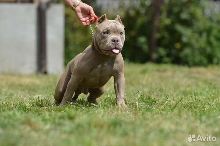 Американский булли покет