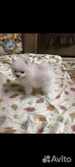 Помиранский шпиц миник