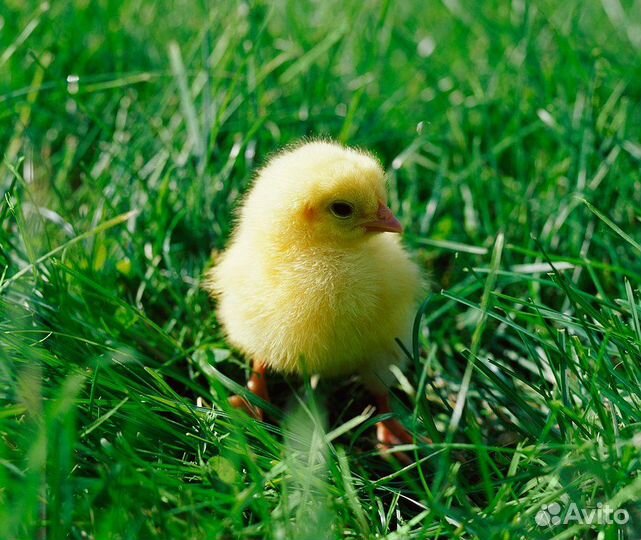 Цыплята суточные на корм заморозка