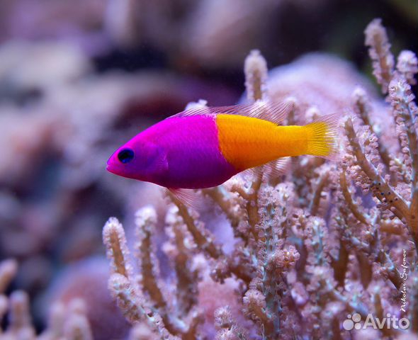 Ложнохромис короловеский (морская рыбка) купить в Москве | Животные и ...