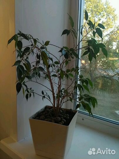 Фикус Бенджамина 