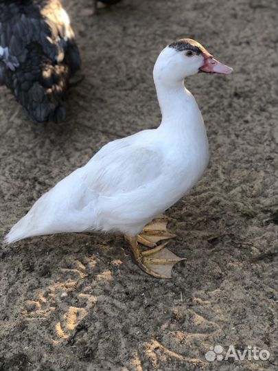 Индоутки селезень утки мускусные утки