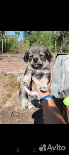 Щенята в добрые руки, малыши ищут дом