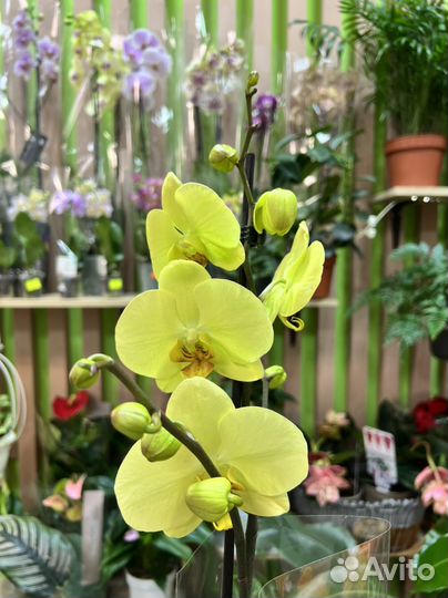 Орхидея фаленопсис желтая