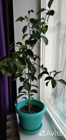 Лимонное дерево