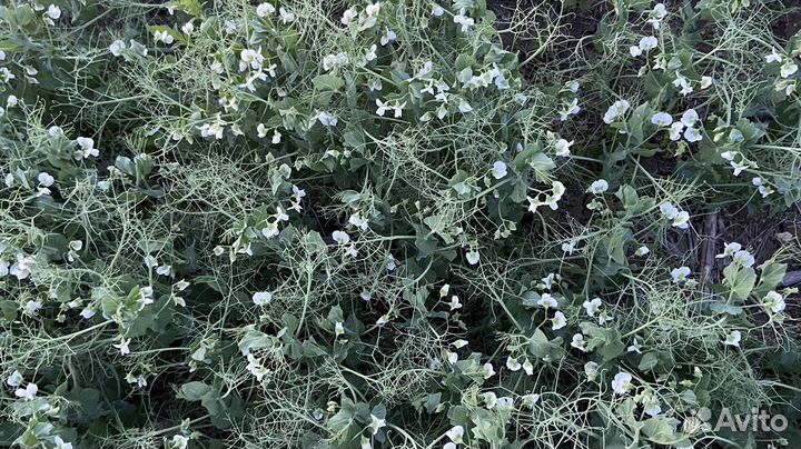 Семена зимующего гороха