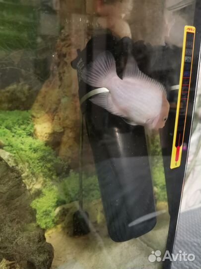 Аквариум с рыбами