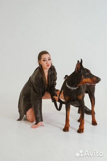 Фотосессия с доберманом