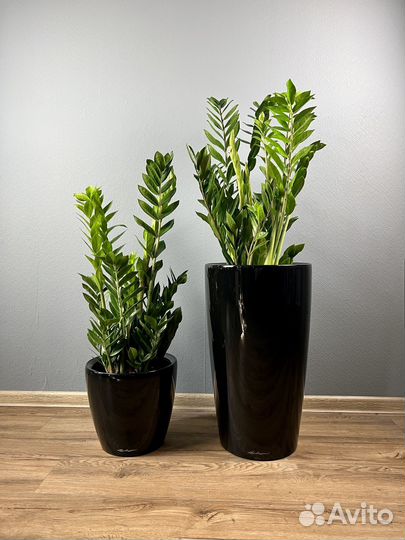 Замиокулькас в кашпо H 115