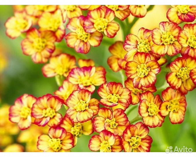 Тысячелистник обыкновенный Tricolor