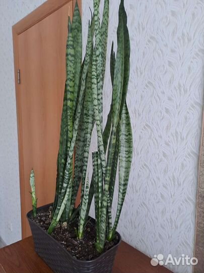 Сансевиерия