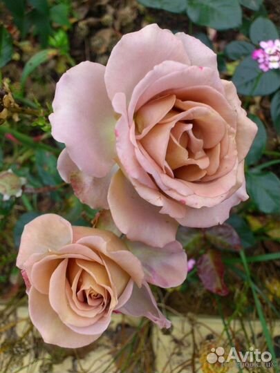 Саженцы роз Amnesia / Амнезия