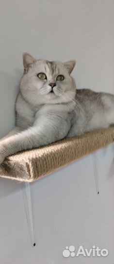 Вязка Шотландский котик и Продажа