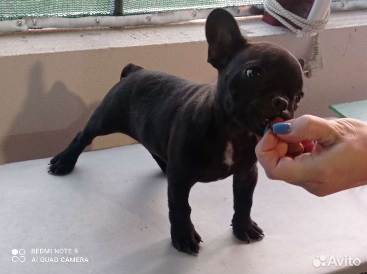 Французский бульдог щенки девочка